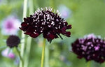 Scabiosa Perennial Showy Flowers Easy Ace Of Spades Pincushion Outdoors – Heirloom, Non-GMO seeds for planting in home garden – heirloom, non-GMO variety