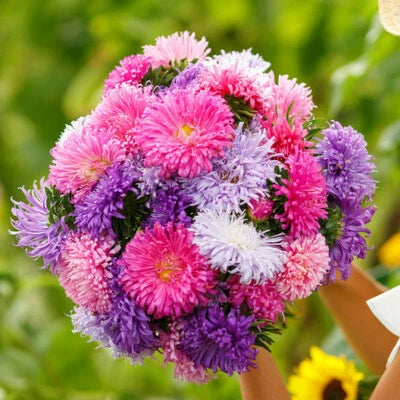 Aster GIANTS MIXED COLORS Huge Blooms Vivid Colors TALL Non-GMO â€“ Heirloom seeds for planting in home garden â€“ heirloom, non-GMO variety