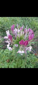Mixed Color Cleome Pollinator Self Seeding Non-GMO – Heirloom seeds for planting in home garden – heirloom, non-GMO variety