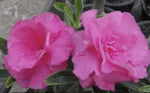 Shocky Pink Desert Rose Seeds for Planting Adenium Flower – Heirloom, Non-GMO seeds for planting in home garden – heirloom, non-GMO variety