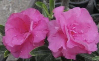 Shocky Pink Desert Rose Seeds for Planting Adenium Flower – Heirloom, Non-GMO seeds for planting in home garden – heirloom, non-GMO variety
