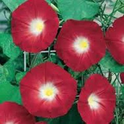 Scarlet O' Hara Morning Glory Seed Seeds for Planting Season Long Flowers – Heirloom, Non-GMO seeds for planting in home garden – heirloom, non-GMO variety