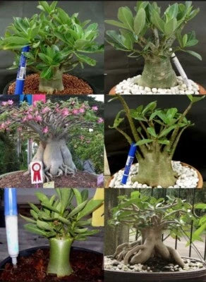 Adenium Arabicum Mixed Types Desert Rose – Heirloom, Non-GMO seeds for planting in home garden – heirloom, non-GMO variety