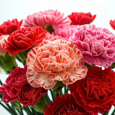 CARNATION DOUBLE MIX SEEDS RARE DIANTHUS FLOWERS RARE BLOOMS – Heirloom, Non-GMO seeds for planting in home garden – heirloom, non-GMO variety