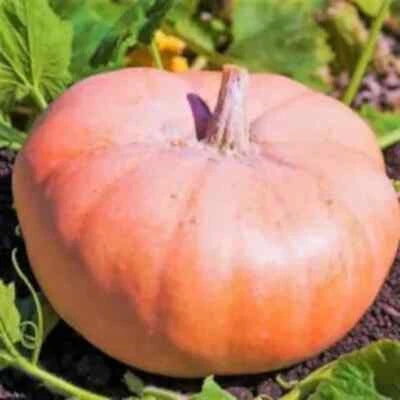 Pink Doll Pumpkin - – Heirloom, Non-GMO seeds for planting in home garden – heirloom, non-GMO variety