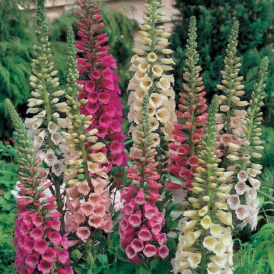Foxy Mix Foxglove Seeds for Planting , Non-GMO Free Ship – Heirloom seeds for planting in home garden – heirloom, non-GMO variety