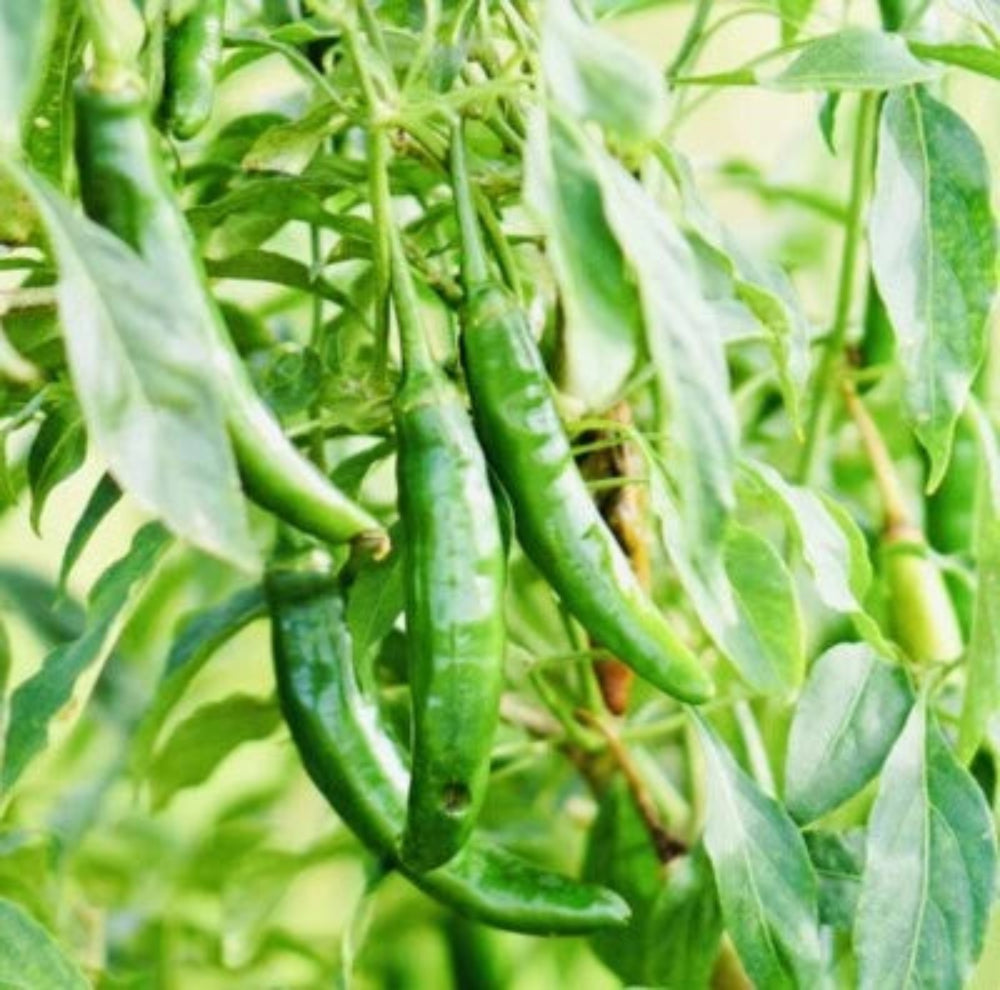Fresh Harvest Hot Serrano Pepper Seeds for Planting NonGMO Heirloom Variety, Non-GMO seeds for planting in home garden – heirloom, non-GMO variety