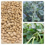 Texas Cowpea Cream Pea Free Gift Seeds for Planting wEvery Garden Order – Heirloom, Non-GMO, Fragrant, Climbing Annual seeds for planting in home garden – heirloom, non-GMO variety