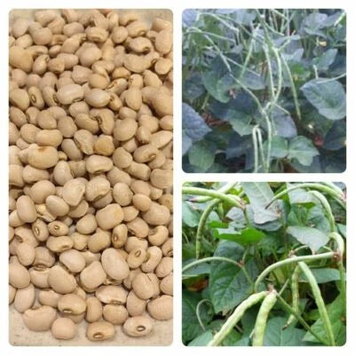 Texas Cowpea Cream Pea Free Gift Seeds for Planting wEvery Garden Order – Heirloom, Non-GMO, Fragrant, Climbing Annual seeds for planting in home garden – heirloom, non-GMO variety