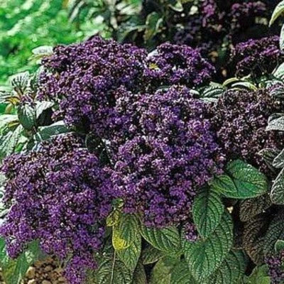 Heliotrope Marines Fragrant Wonderfully Exotic Dark Green Leaves & Blue – Heirloom, Non-GMO seeds for planting in home garden – heirloom, non-GMO variety