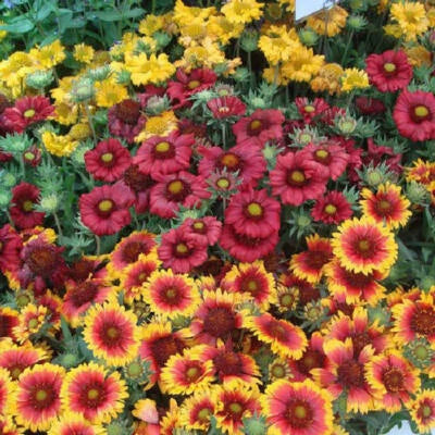 Blanket Flower SINGLE MIX Gaillardia Perennial Butterflies USA Non-GMO â€“ Heirloom seeds for planting in home garden â€“ heirloom, non-GMO variety