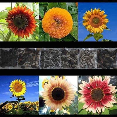 SUNFLOWER RARE SEEDS MIX BEAUTIFUL FLOWERS BLOOMS MULTIPLE VARIETY GIANT US – Heirloom, Non-GMO seeds for planting in home garden – heirloom, non-GMO variety