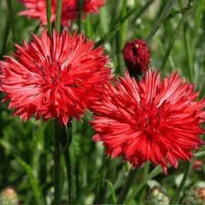 Cornflower Bachelor Button TALL RED Heirloom Flower SunShade Non-GMO seeds for planting in home garden â€“ heirloom, non-GMO variety