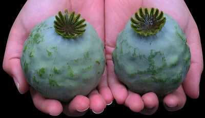 The Giant - Giganteum P Somniferum Poppy Seeds for Planting -HUGE Pink&Purple Blooms – Heirloom, Non-GMO seeds for planting in home garden – heirloom, non-GMO variety