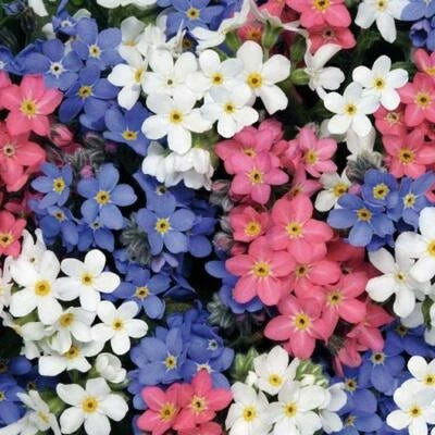 Forget Me Nots MIXED COLORS Perennial Early Blooms Pollinators Non-GMO – Heirloom seeds for planting in home garden – heirloom, non-GMO variety