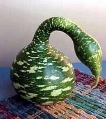 Speckled Gourd Swan Ideal For Crafts & Arts - – Heirloom, Non-GMO seeds for planting in home garden – heirloom, non-GMO variety