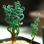 SUCCULENT SS0069 Living Stones Flower Succulent Cactus Rare Succulent seeds – Heirloom, Non-GMO seeds for planting in home garden – heirloom, non-GMO variety