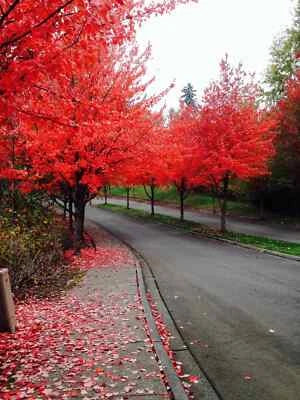 FAST GROWING TREE SEEDS Red Maple (Acer rubrum) USA SELLER – Heirloom, Non-GMO seeds for planting in home garden – heirloom, non-GMO variety