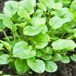 Upland Cress Seeds for Planting Non-GMO Heirloom Barbarea verna Herb Garden Fresh seeds for planting in home garden – heirloom, non-GMO variety