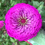Purple Prince Zinnia Seeds for Planting Giant Purple Flowers – Heirloom, Non-GMO, Easy to Grow, Annual Blooms seeds for planting in home garden – heirloom, non-GMO variety