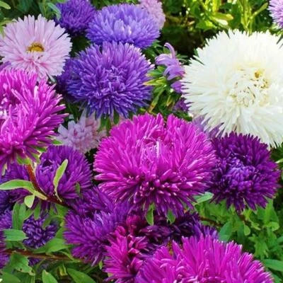 Aster TALL DOUBLE GREMLIN Mix Cut Flowers SunPart Shade Non-GMO – Heirloom seeds for planting in home garden – heirloom, non-GMO variety