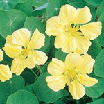 Moonlight Nasturtium Seeds for Planting Creamy Yellow Flowers Heirloom Non-GMO , Edible Flowers and Leaves seeds for planting in home garden – heirloom, non-GMO variety