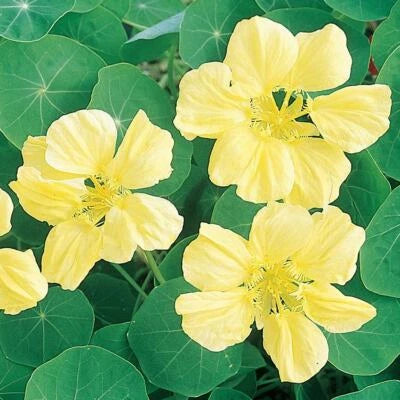 Moonlight Nasturtium Seeds for Planting Creamy Yellow Flowers Heirloom Non-GMO , Edible Flowers and Leaves seeds for planting in home garden – heirloom, non-GMO variety