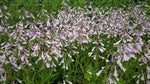 Hairy Beardtongue Seeds for Planting Wild Pigment Co – Heirloom, Non-GMO seeds for planting in home garden – heirloom, non-GMO variety