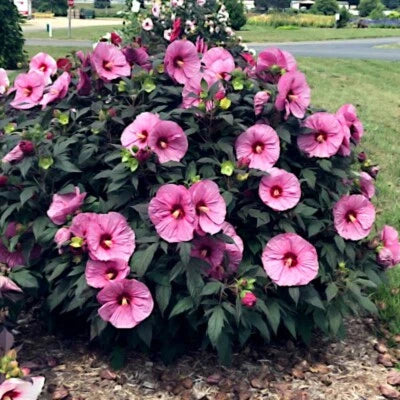 Pink Swamp Mallow Rose Seeds for Planting LARGE FLOWER Hardy Hibiscus Fast Garden Plant – Heirloom, Non-GMO seeds for planting in home garden – heirloom, non-GMO variety