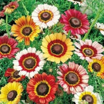 Painted Daisy Seeds for Planting Heirloom Non-GMO Flower Seeds for Planting seeds for planting in home garden – heirloom, non-GMO variety