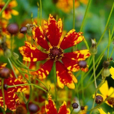 Coreopsis RADIANA TIGRINA Dwarf DeerRabbit Resistant Non-GMO â€“ Heirloom seeds for planting in home garden â€“ heirloom, non-GMO variety
