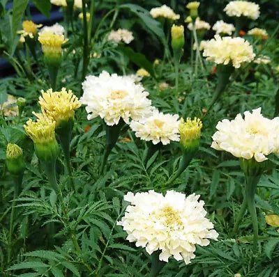 African Marigold KILIMANJARO MIX White, Yellow, Cream Tall Non-GMO – Heirloom, Easy to Grow, Annual Blooms seeds for planting in home garden – heirloom, non-GMO variety