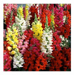 Snapdragon Seeds for Planting, Tetra Mix, Multi Color Blooms, Bees and Butterflies, FREE SHIP – Heirloom, Non-GMO, Easy to Grow, Annual Blooms seeds for planting in home garden – heirloom, non-GMO variety