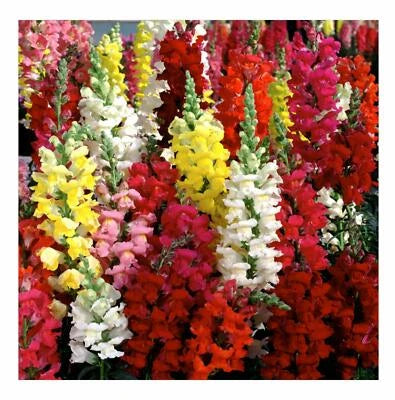 Snapdragon Seeds for Planting, Tetra Mix, Multi Color Blooms, Bees and Butterflies, FREE SHIP – Heirloom, Non-GMO, Easy to Grow, Annual Blooms seeds for planting in home garden – heirloom, non-GMO variety