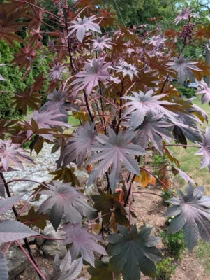Purple Wonder Tree Pods Exotic Seeds for Planting Organic USA Seeds for Planting Ships free – Heirloom, Non-GMO seeds for planting in home garden – heirloom, non-GMO variety