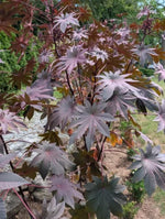 Purple Wonder Tree Pods Exotic Seeds for Planting Organic USA Seeds for Planting Ships free – Heirloom, Non-GMO seeds for planting in home garden – heirloom, non-GMO variety