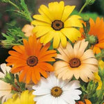 African Daisy Seeds for Planting Heirloom Non-GMO Flower Seeds for Planting seeds for planting in home garden – heirloom, non-GMO variety