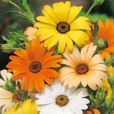 African Daisy Seeds for Planting Heirloom Non-GMO Flower Seeds for Planting seeds for planting in home garden – heirloom, non-GMO variety