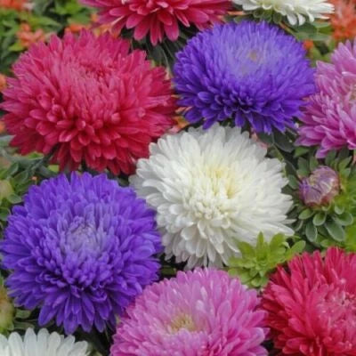 Ostrich Feather Mix Aster Seeds for Planting Flower Seeds for Planting – Heirloom, Non-GMO seeds for planting in home garden – heirloom, non-GMO variety