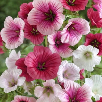 Malope Trifida Seeds for Planting, Dwarf Rose Mallow, Border & Bed Flowers Heirloom, Non-GMO seeds for planting in home garden – heirloom, non-GMO variety