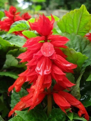 Salvia Improved Mojave Bright Easy Grow Red Flower Deep Green Broad Leaf – Heirloom, Non-GMO seeds for planting in home garden – heirloom, non-GMO variety