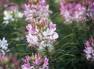 Cleome Spider Plant Flower Seeds for Planting Annual PINK WHITE BLOSSOMS USA FREE S&H – Heirloom, Non-GMO seeds for planting in home garden – heirloom, non-GMO variety