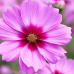 Gloria Cosmos Seeds for Planting Non-GMO Seed Store – Heirloom seeds for planting in home garden – heirloom, non-GMO variety