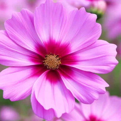 Gloria Cosmos Seeds for Planting Non-GMO Seed Store – Heirloom seeds for planting in home garden – heirloom, non-GMO variety