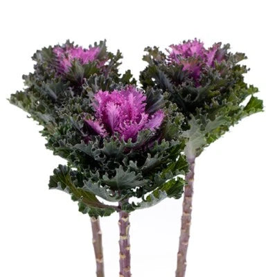 Flowering Kale Seeds for Planting Flowering Kale Empire Kysia F1 Hybrid – Heirloom, Non-GMO seeds for planting in home garden – heirloom, non-GMO variety