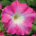 Petunia Dreams Pink Seeds for Planting Soft Pink Blooms, Pelleted Seeds for Planting – Heirloom, Non-GMO seeds for planting in home garden – heirloom, non-GMO variety