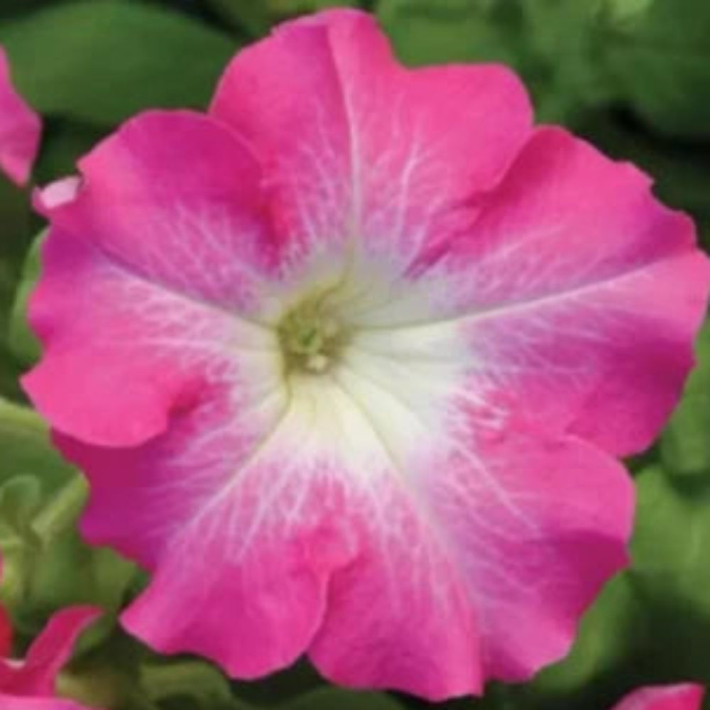 Petunia Dreams Pink Seeds for Planting Soft Pink Blooms, Pelleted Seeds for Planting – Heirloom, Non-GMO seeds for planting in home garden – heirloom, non-GMO variety