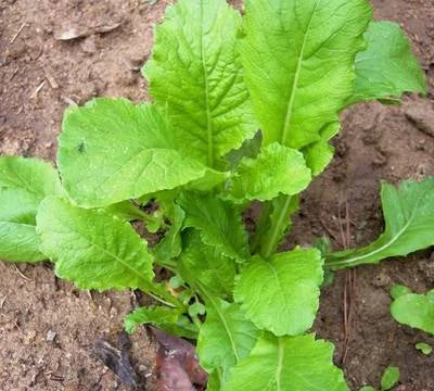 Root Vegetable Seed Garden Collection, Heirloom Seeds for Planting, Top Varieties, Non-GMO seeds for planting in home garden – heirloom, non-GMO variety