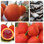 Gac Seeds for Planting Big x10 - Hạt Gấc Lớn Momordica cochinchinensis - USA – Heirloom, Non-GMO seeds for planting in home garden – heirloom, non-GMO variety