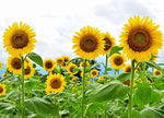 Giant Sunflower Seeds for Planting - Heirloom & Non-GMO - High Germination Seeds seeds for planting in home garden â€“ heirloom, non-GMO variety